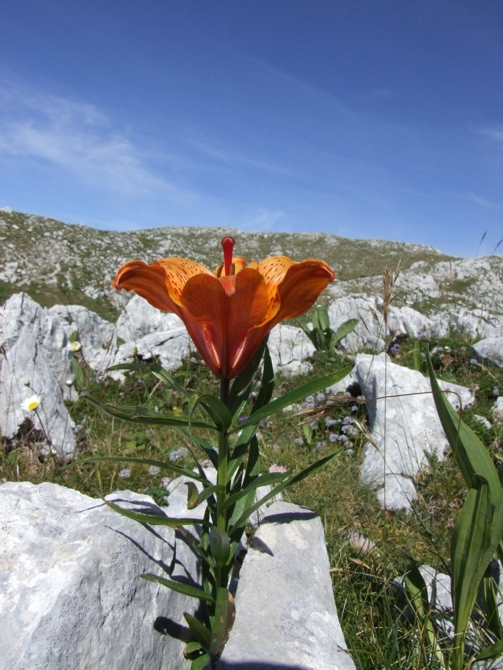 Lilium bulbiferum subsp. croceum / Giglio di S.Giovanni